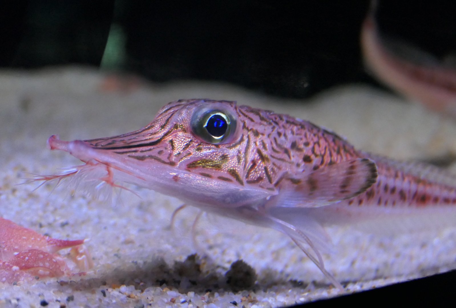 Peristedion orientale