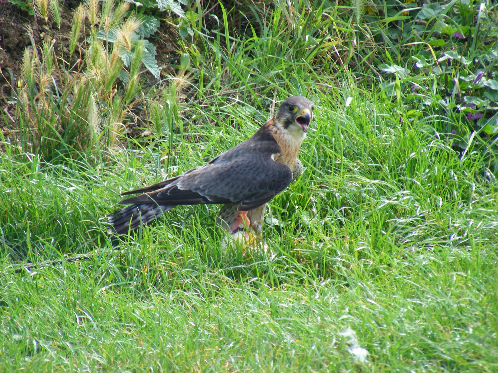 Perlin at Eagle Heights, 10 September 2011