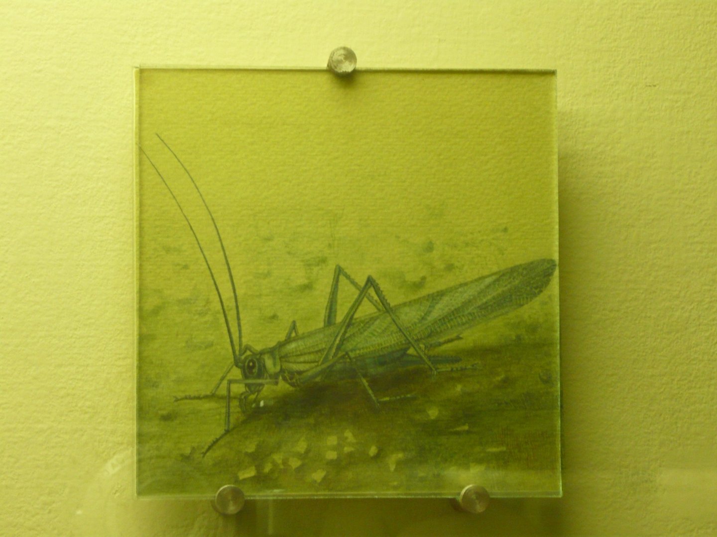 Permian orthopteran reconstruction