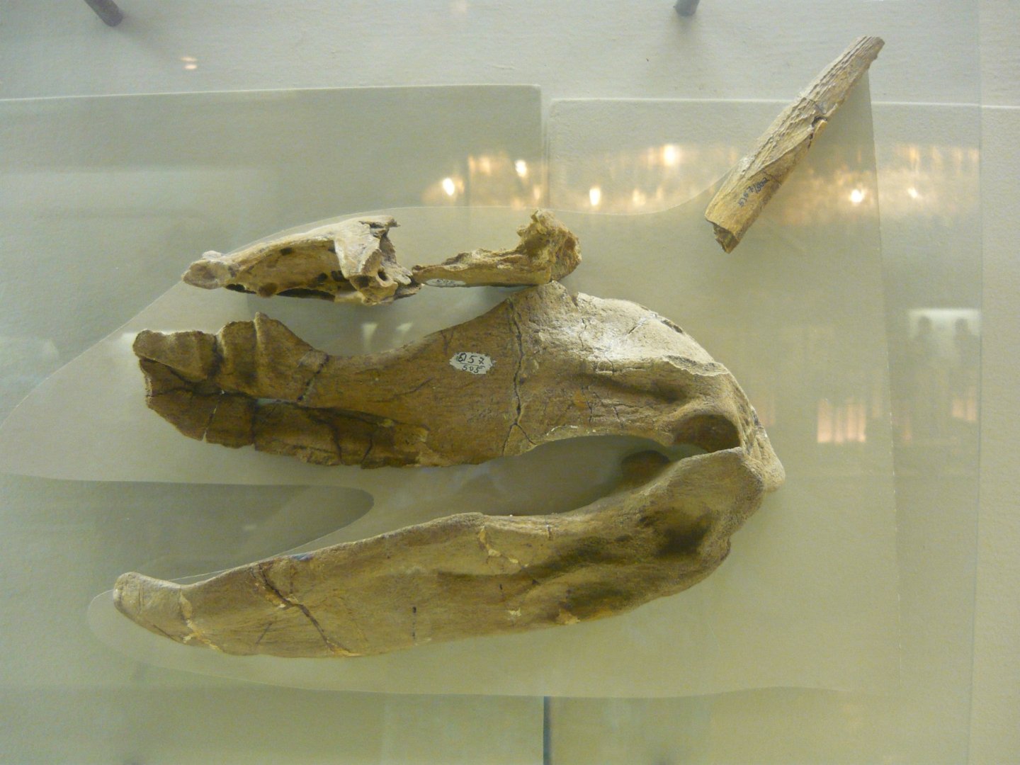 Permian shark skull and dorsal spine