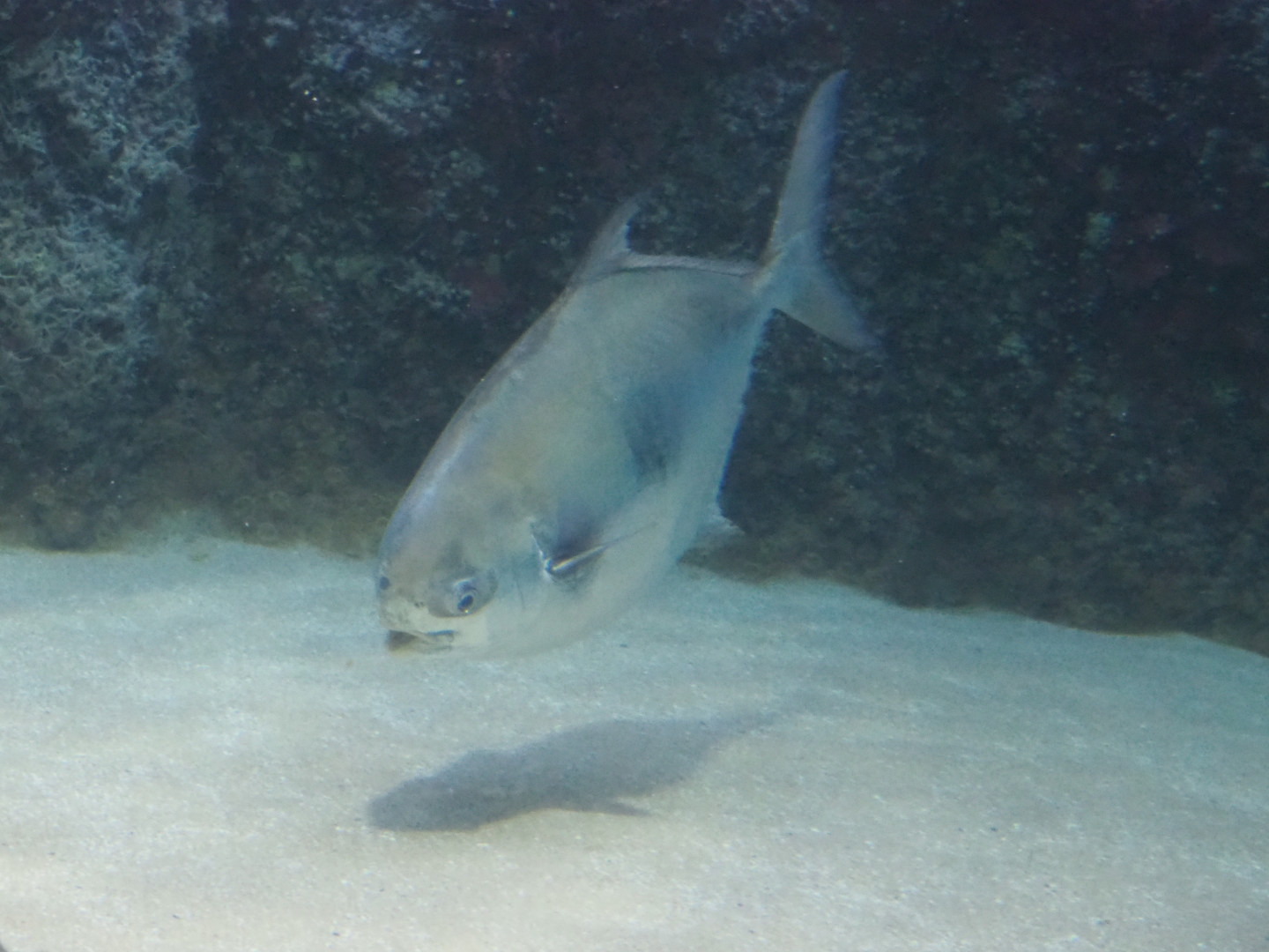 Permit (Trachinotus falcatus), Nov 10th, 2018