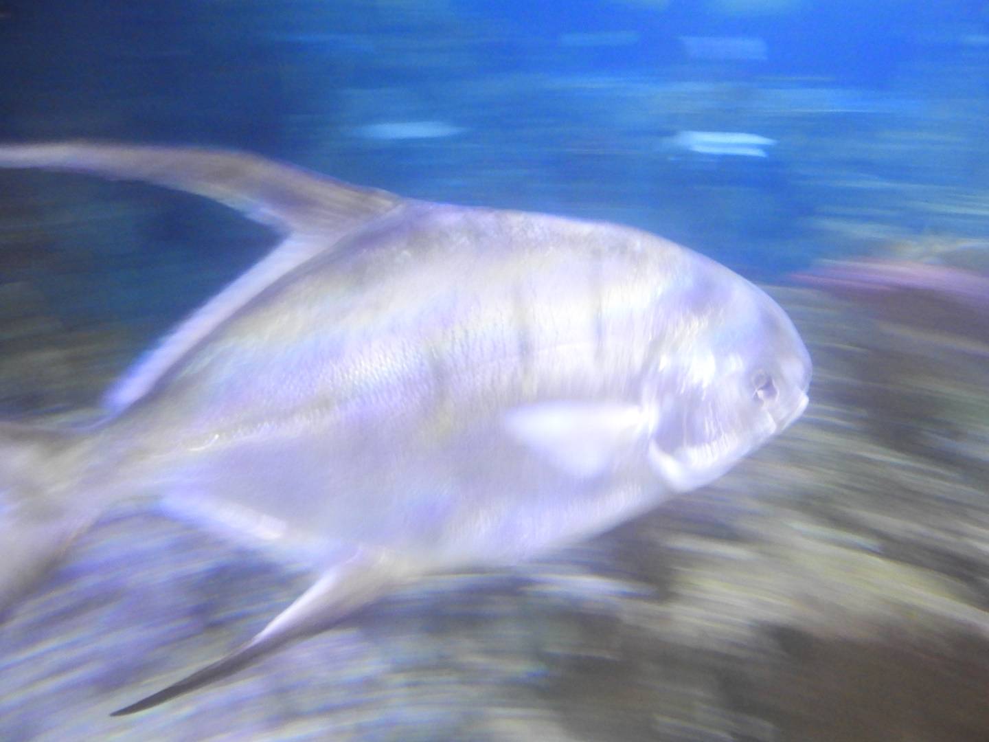 Permit (Trachinotus falcatus)