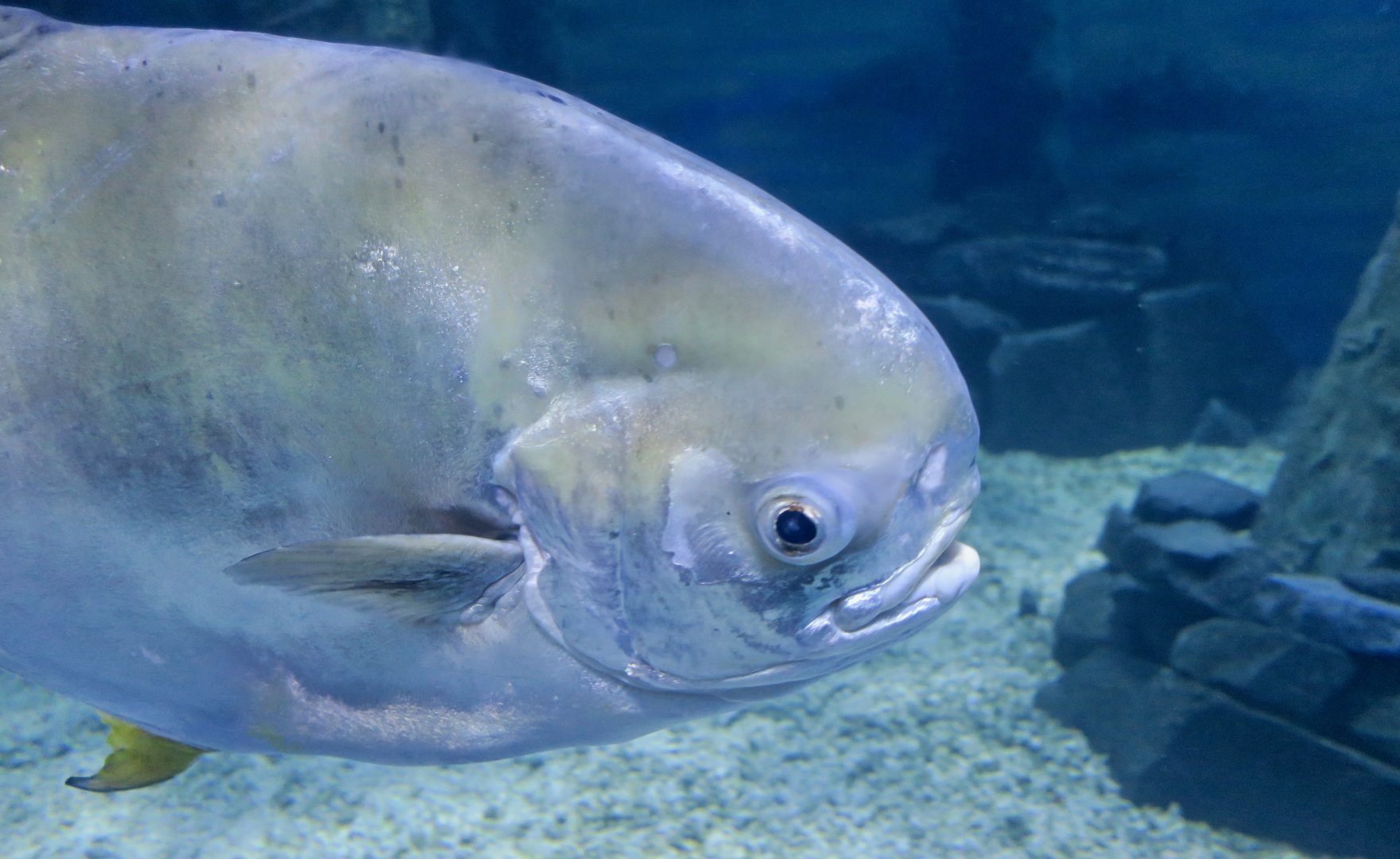 Permit (Trachinotus falcatus)