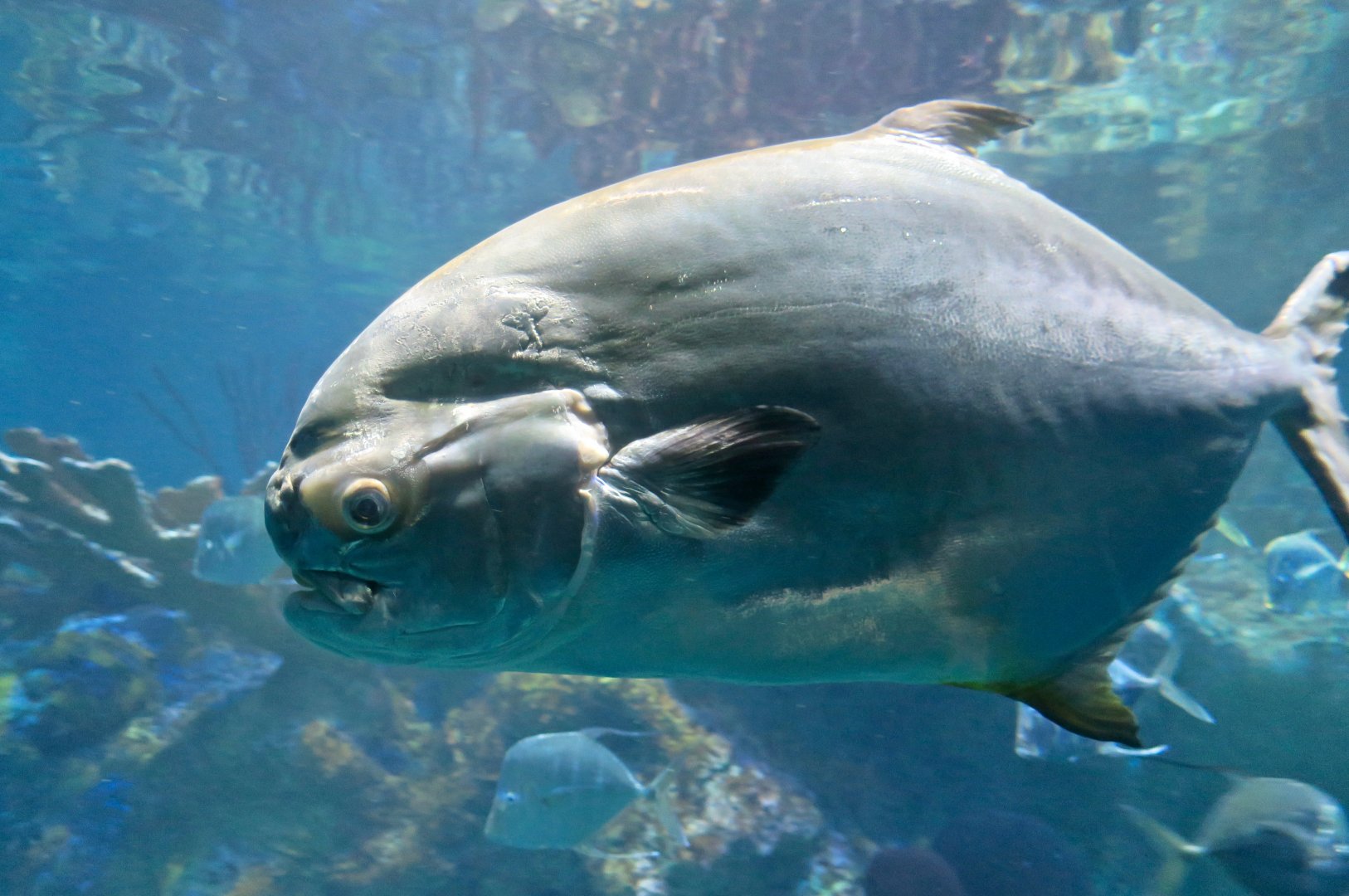 Permit (Trachinotus falcatus)