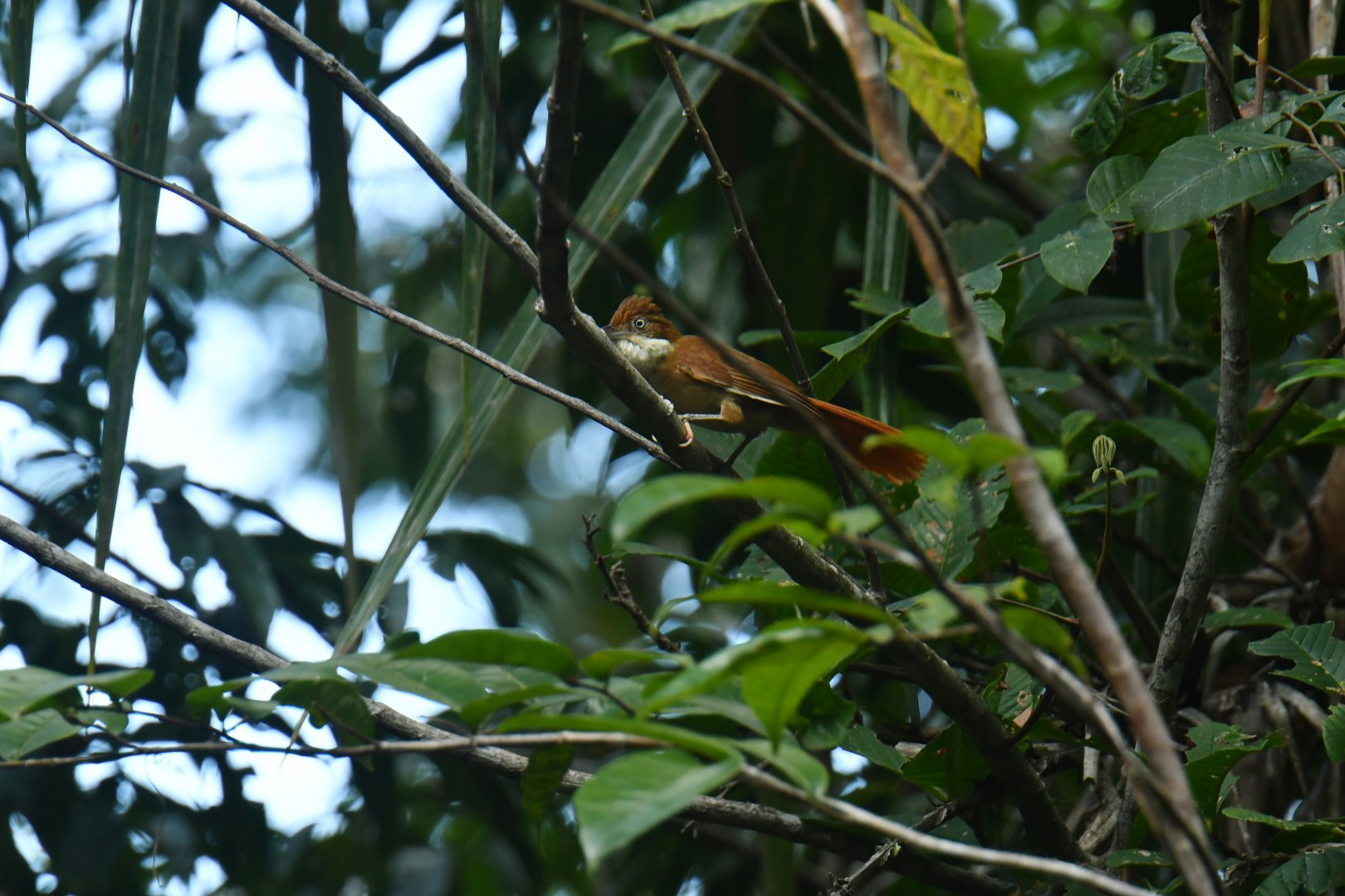 Pernambuco Foliage-gleaner (Automolus lammi)