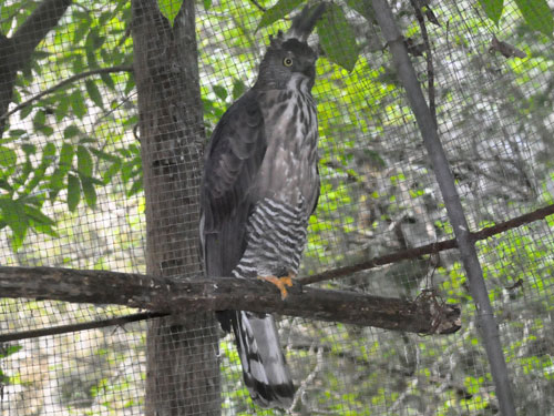 Pernis celebensis steerii / Barred honey buzzard at D' Family Park