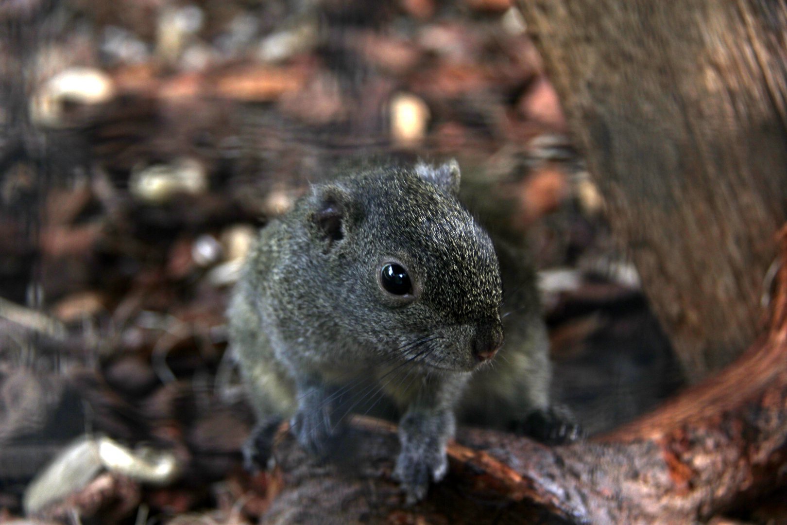 Perny's long-nosed squirrel (Dremomys pernyi)