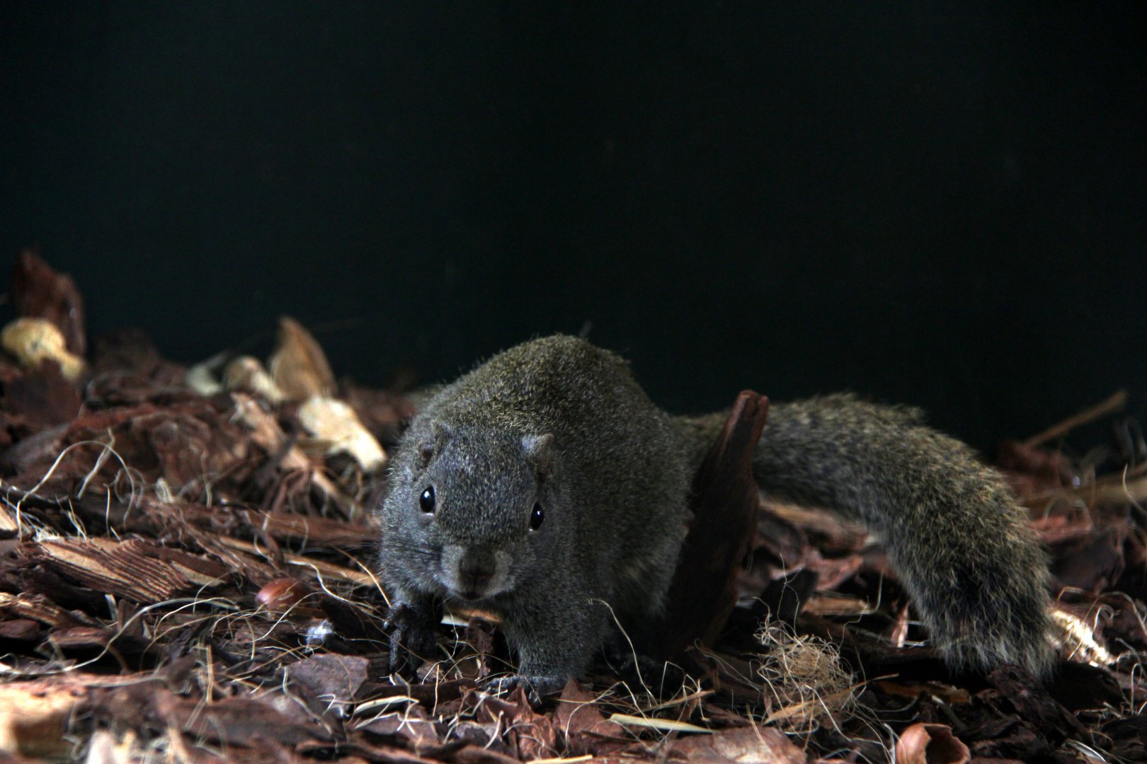 Perny's long-nosed squirrel (Dremomys pernyi)