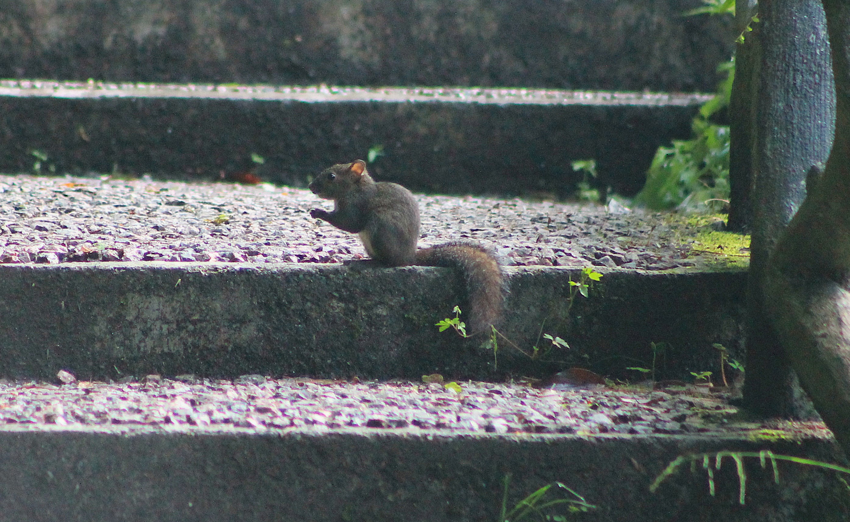 Perny’s Long-nosed Squirrel (Dremomys pernyi)