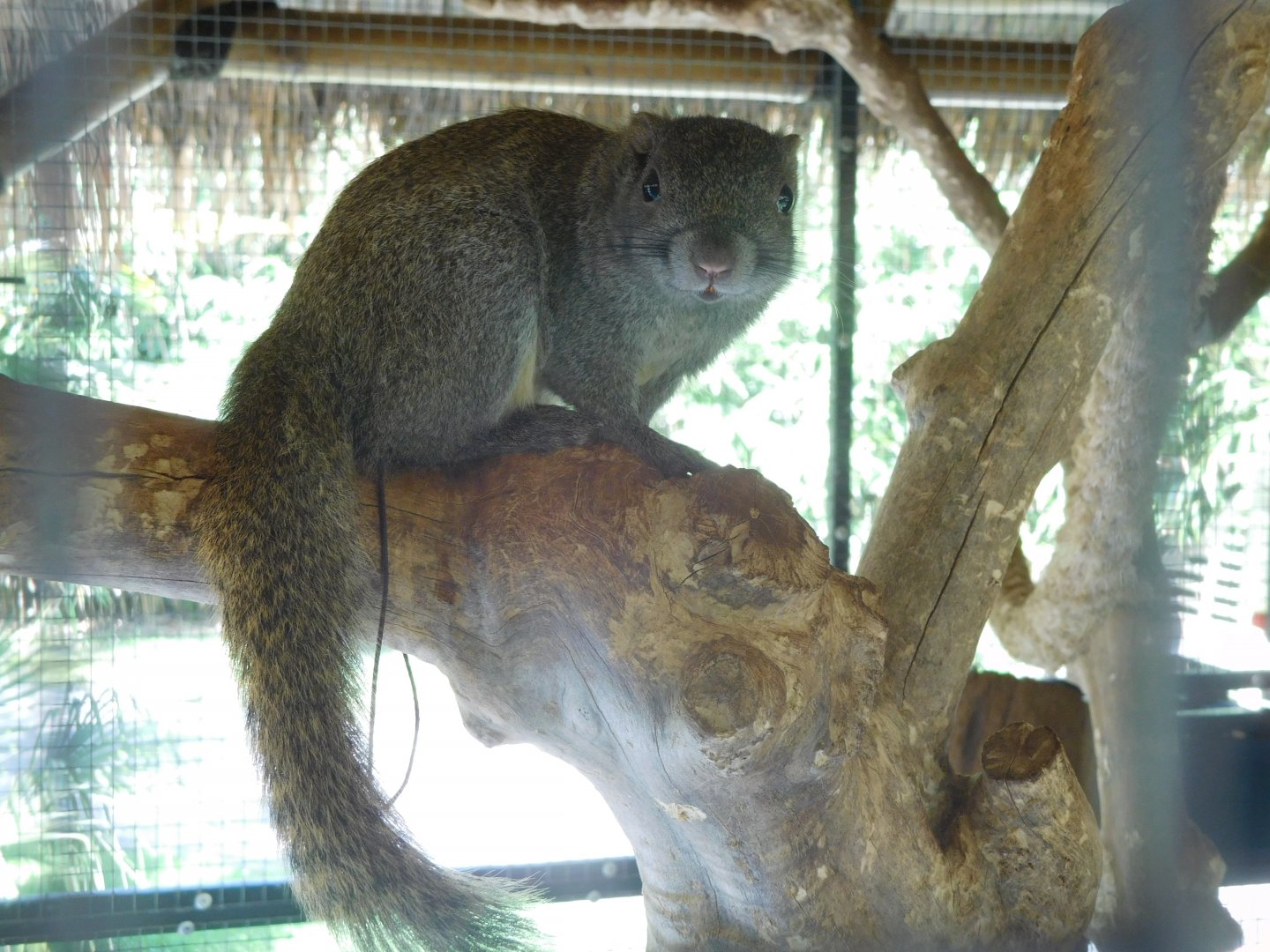 Perny's long-nosed squirrel