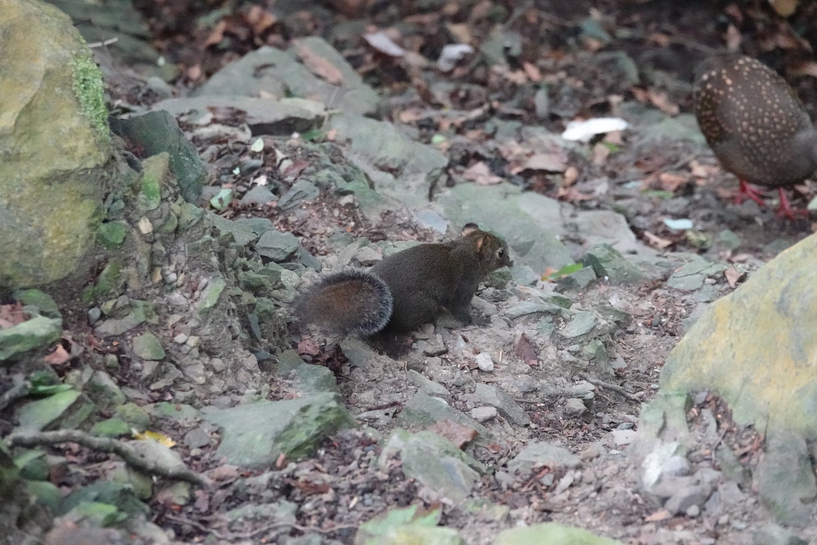 Perny's Long-nosed Squirrel