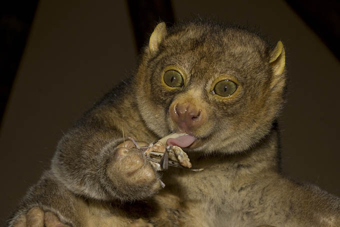 Perodicticus potto, RSCC, Kent