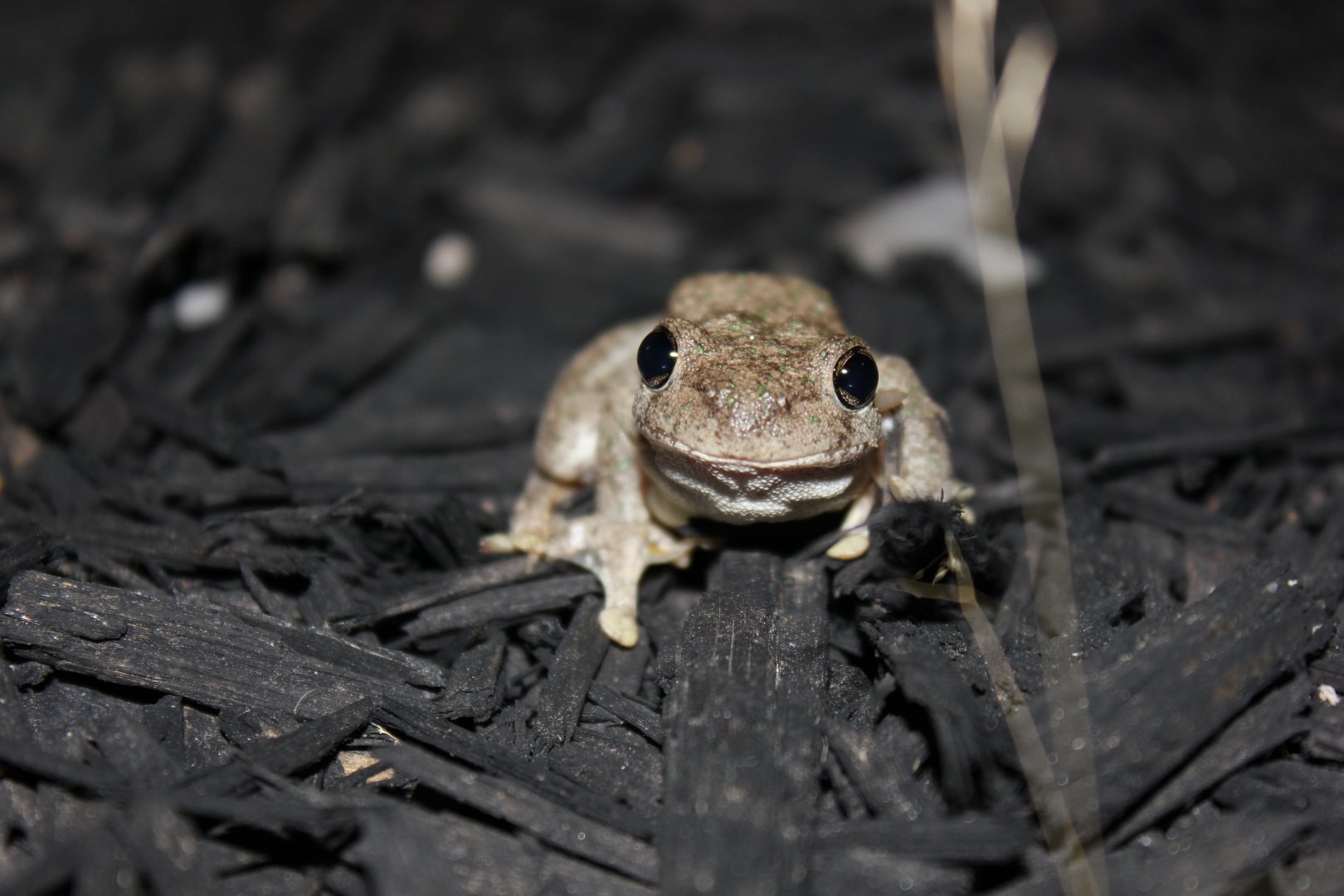 Peron's Tree Frog (Litoria peronii)