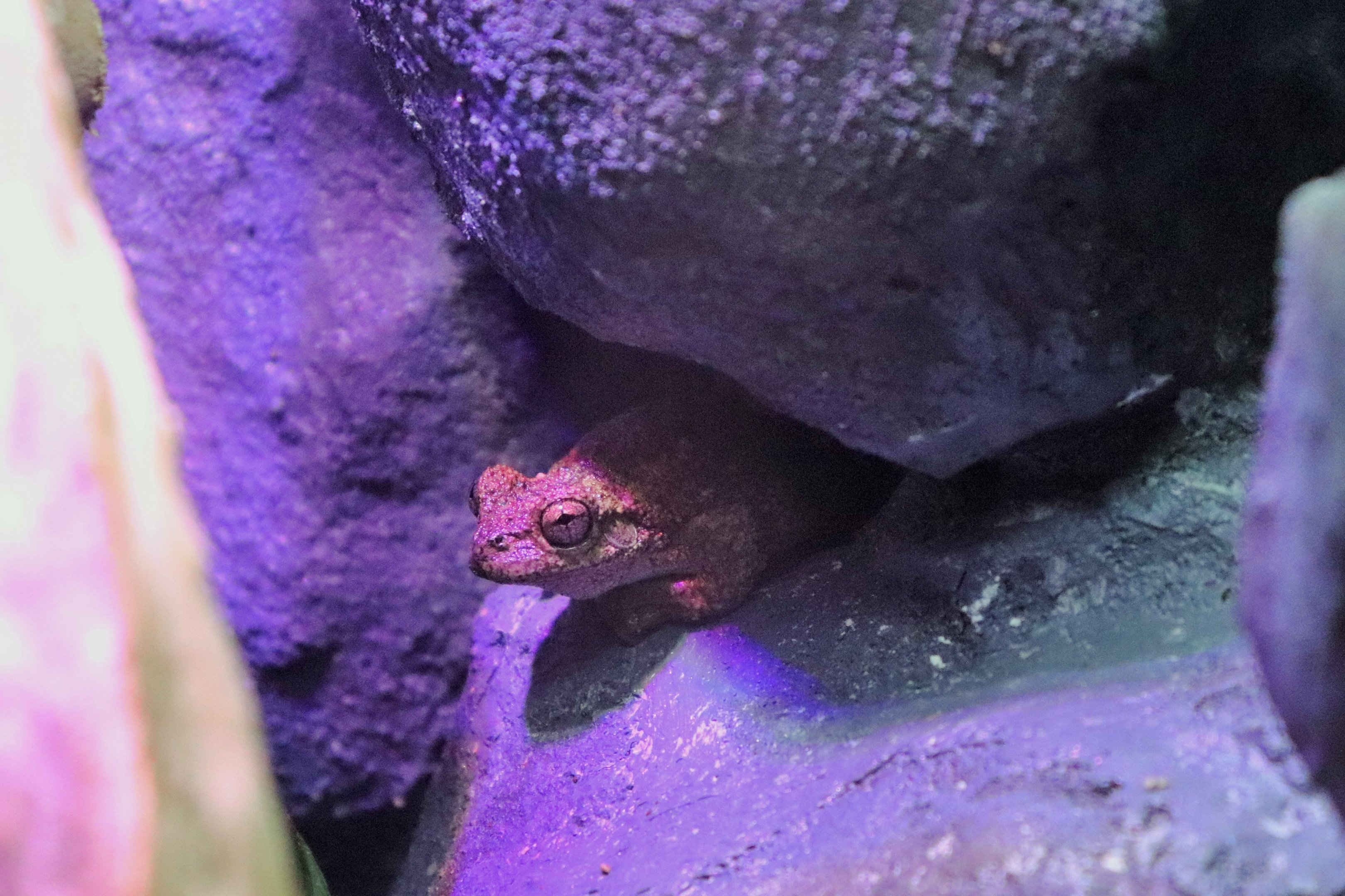 Peron's Tree Frog (Litoria peronii)