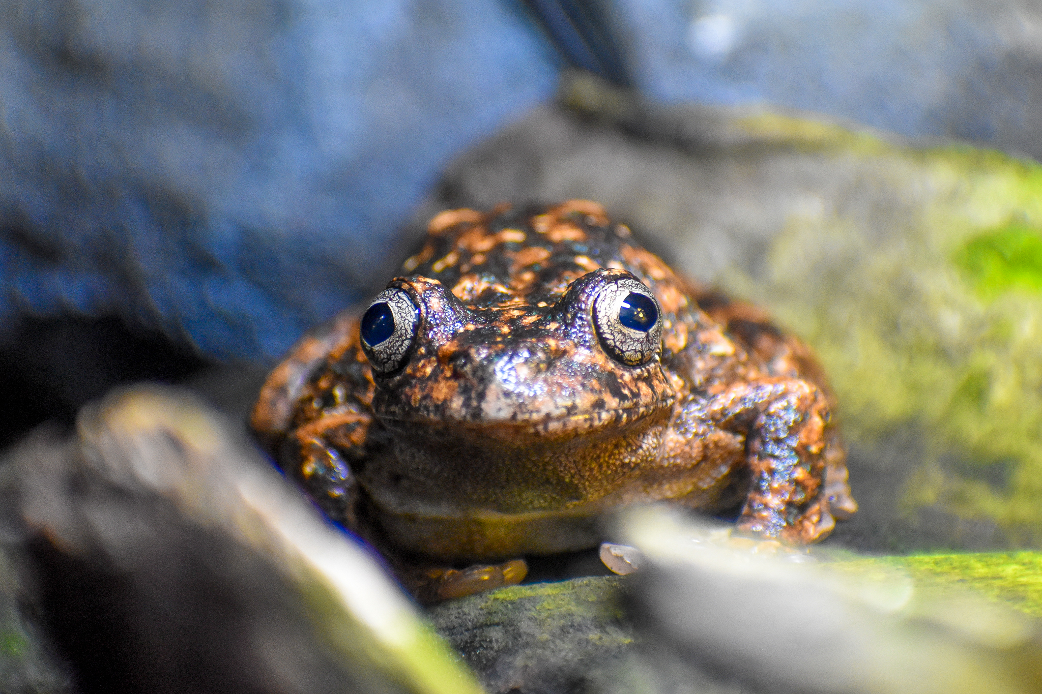 Peron's Tree Frog (Litoria peronii)