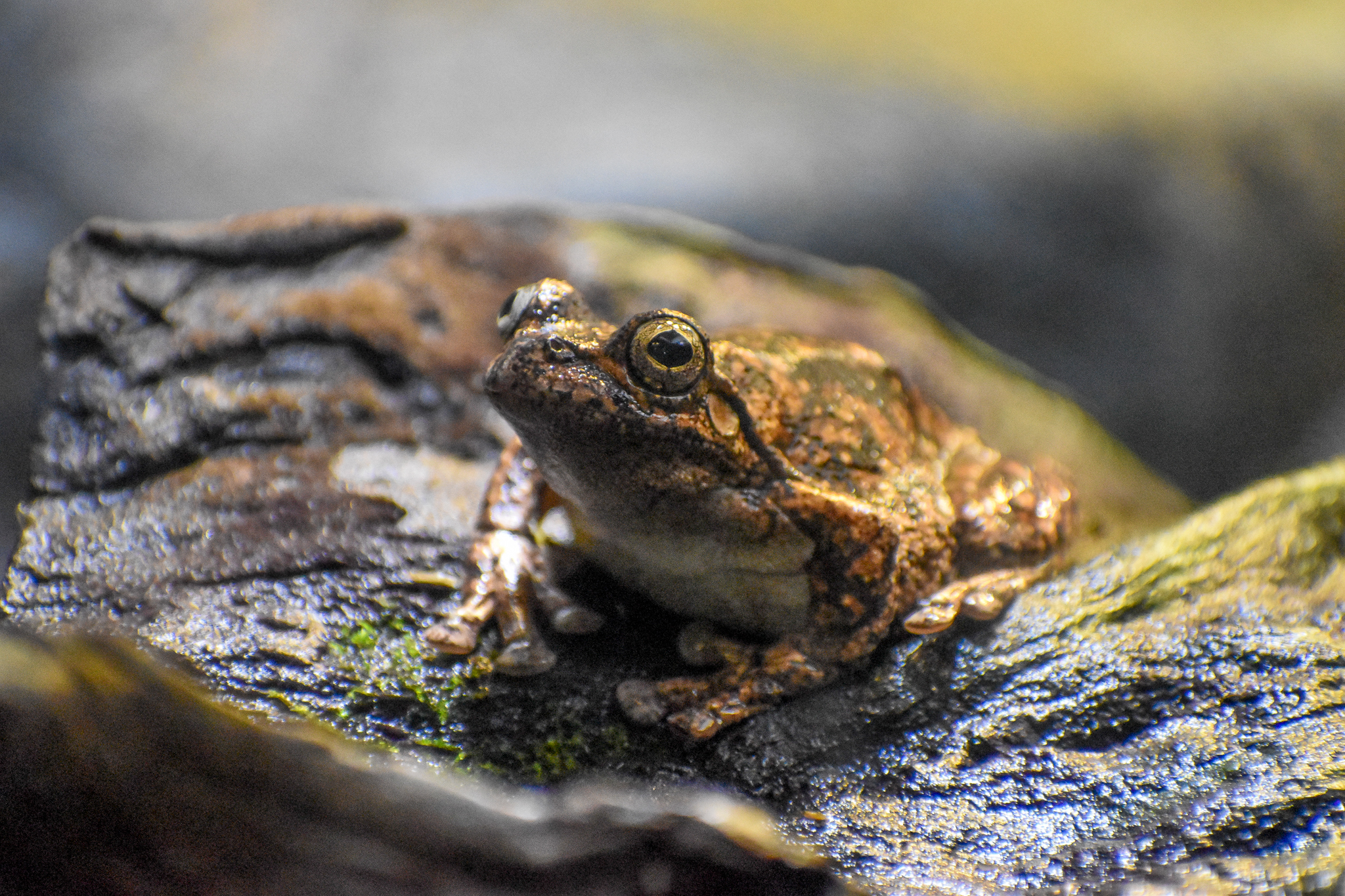 Peron's Tree Frog (Litoria peronii)