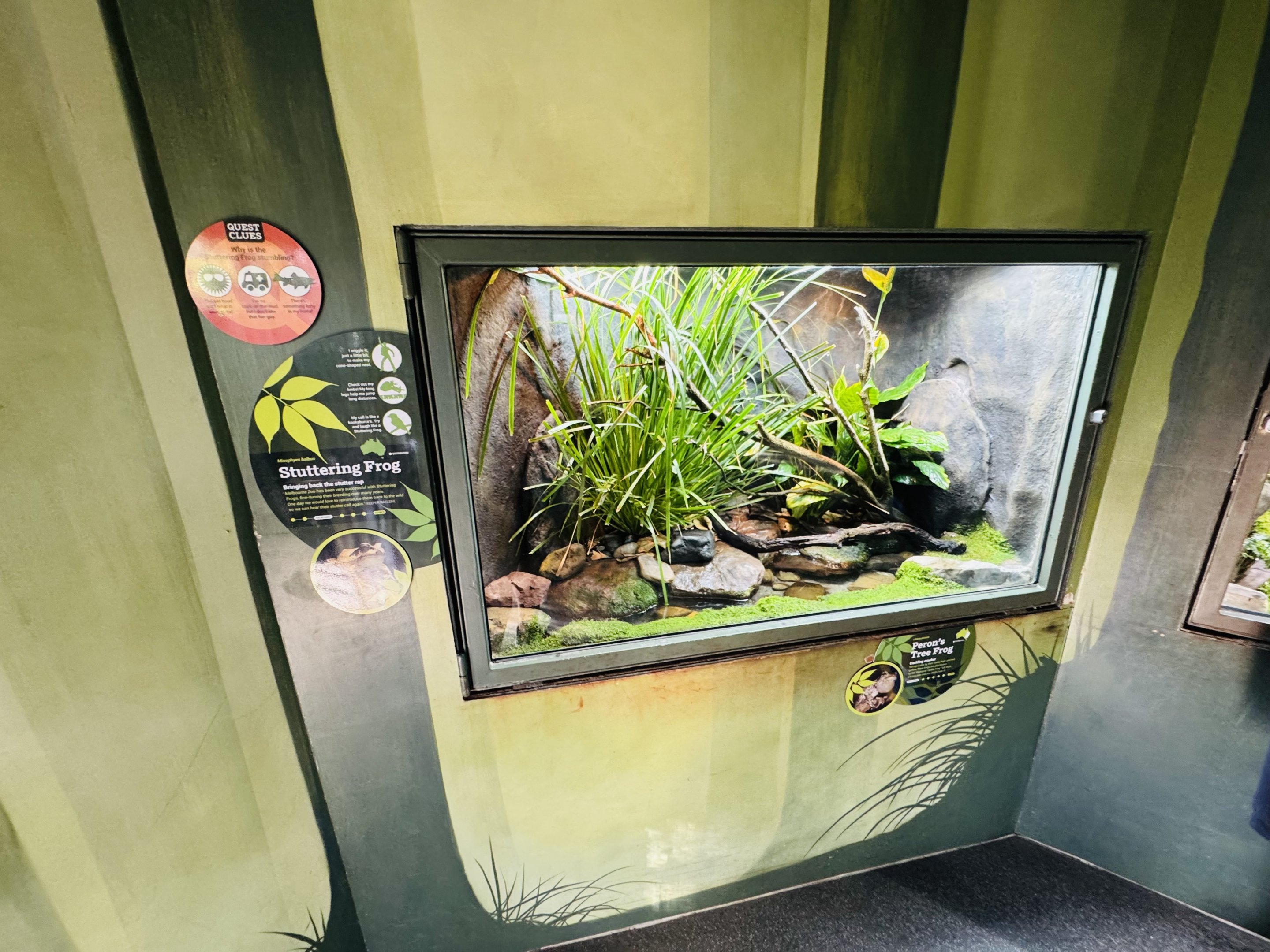 Peron’s Tree-Frog/Stuttering Frog enclosure