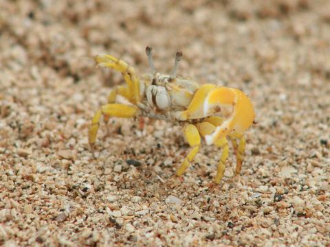 Perplexing Fiddler Crab