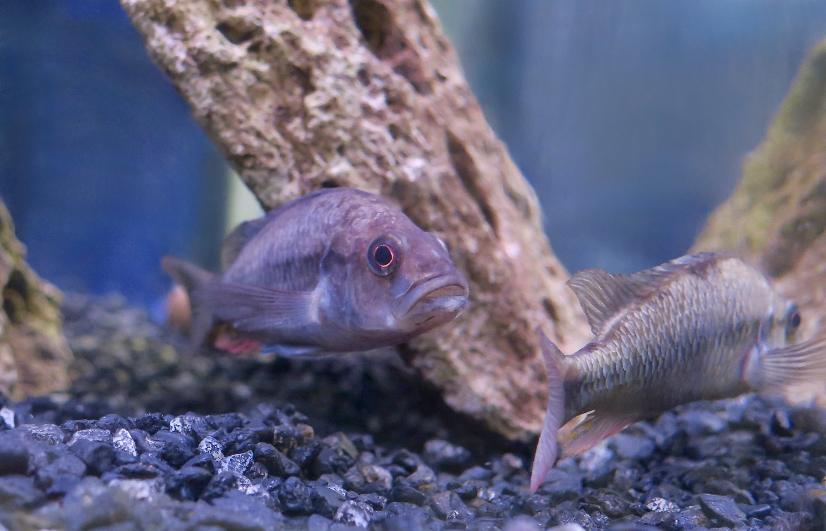Perrier's Cichlid (Haplochromis perrieri)