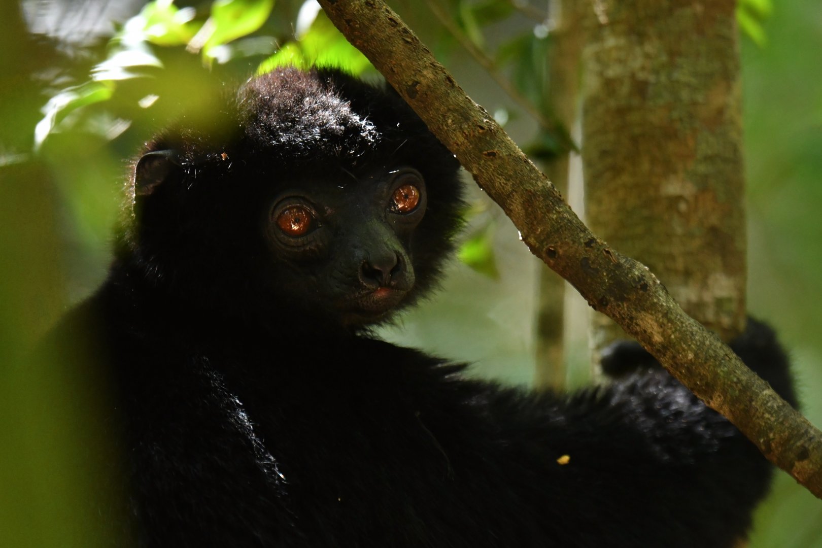 Perrier's sifaka (Propithecus perrieri)