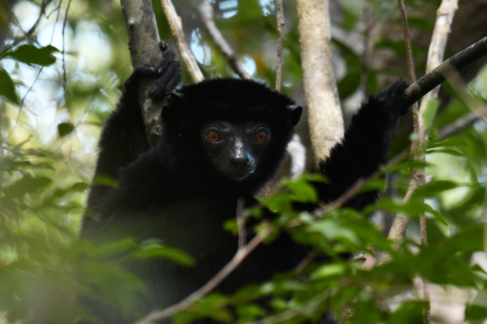 Perrier's sifaka (Propithecus perrieri)