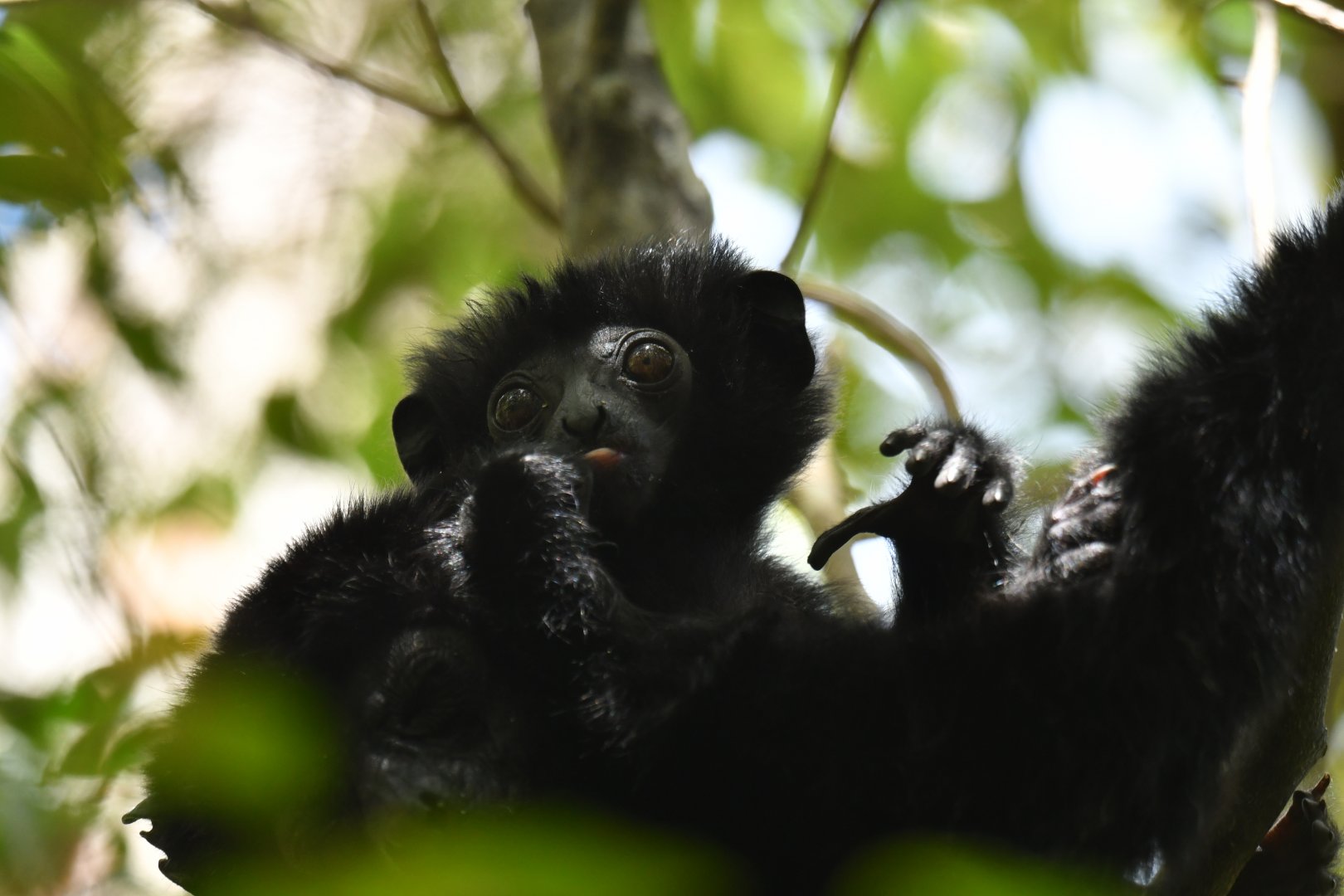 Perrier's sifaka (Propithecus perrieri)