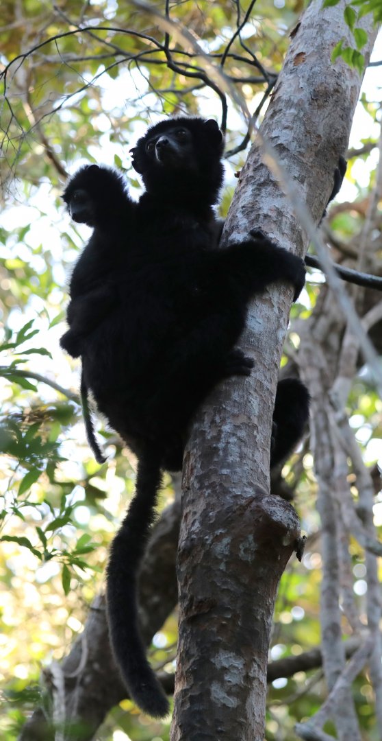 Perrier's sifaka (Propithecus perrieri)