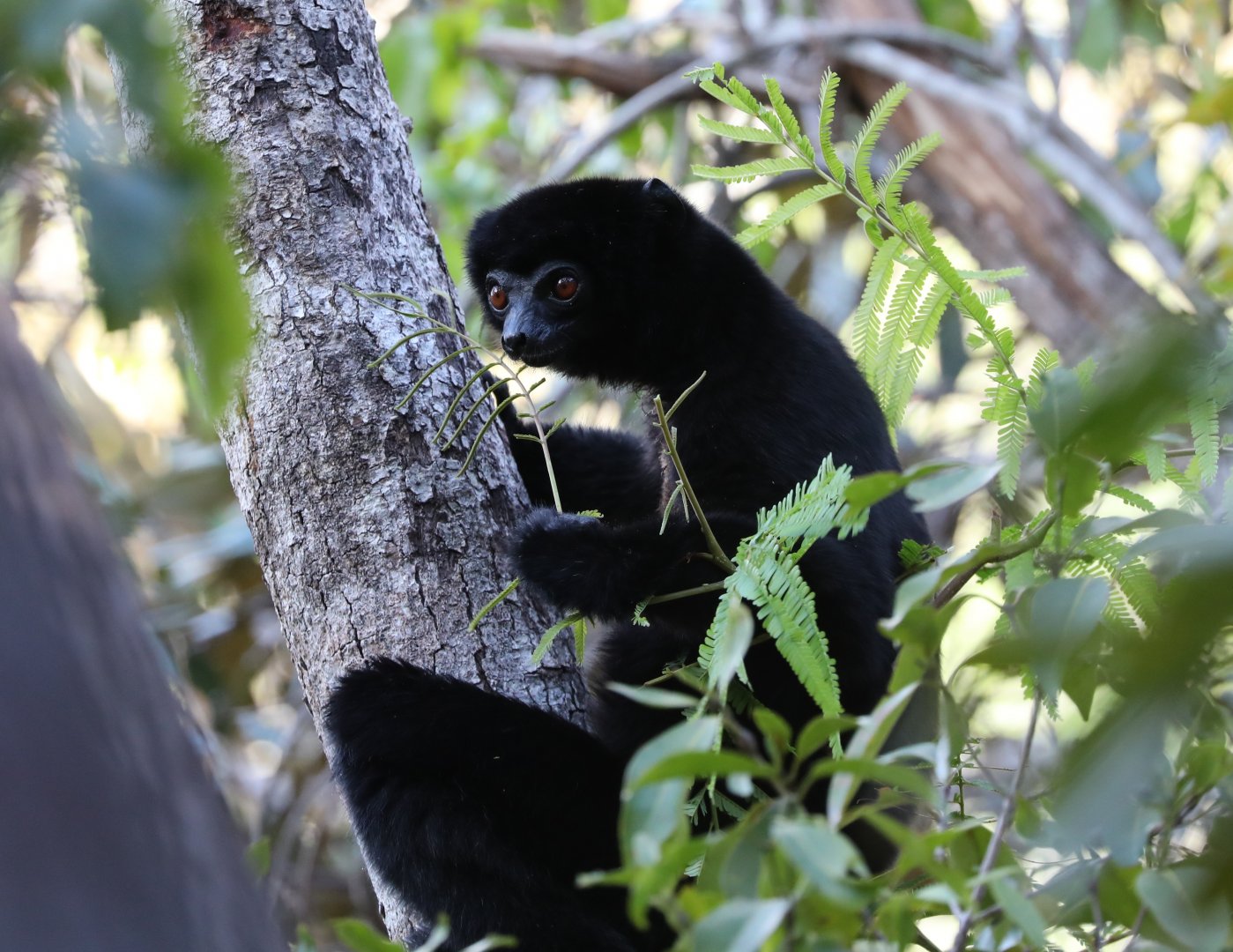 Perrier's sifaka (Propithecus perrieri)