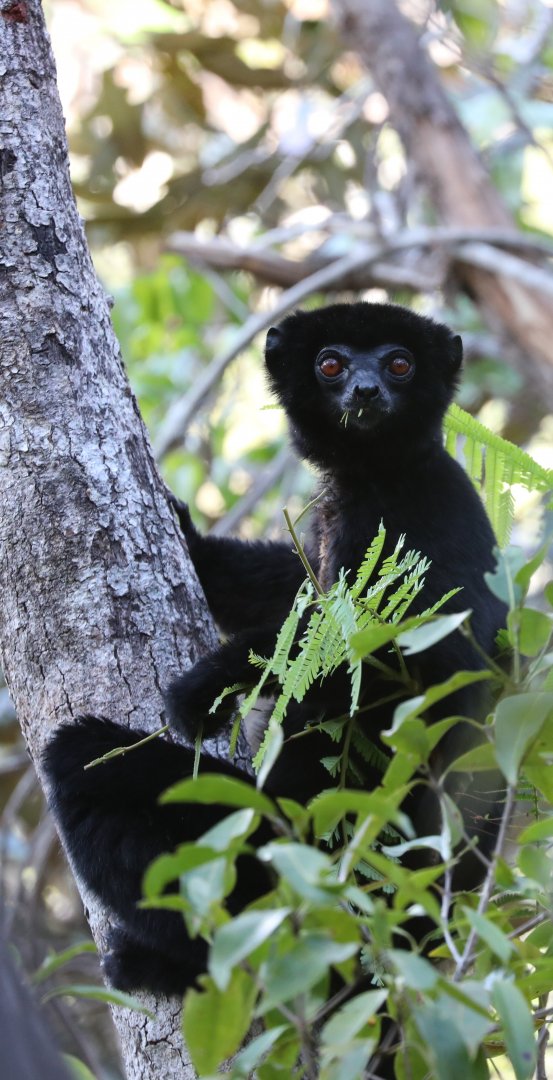 Perrier's sifaka (Propithecus perrieri)
