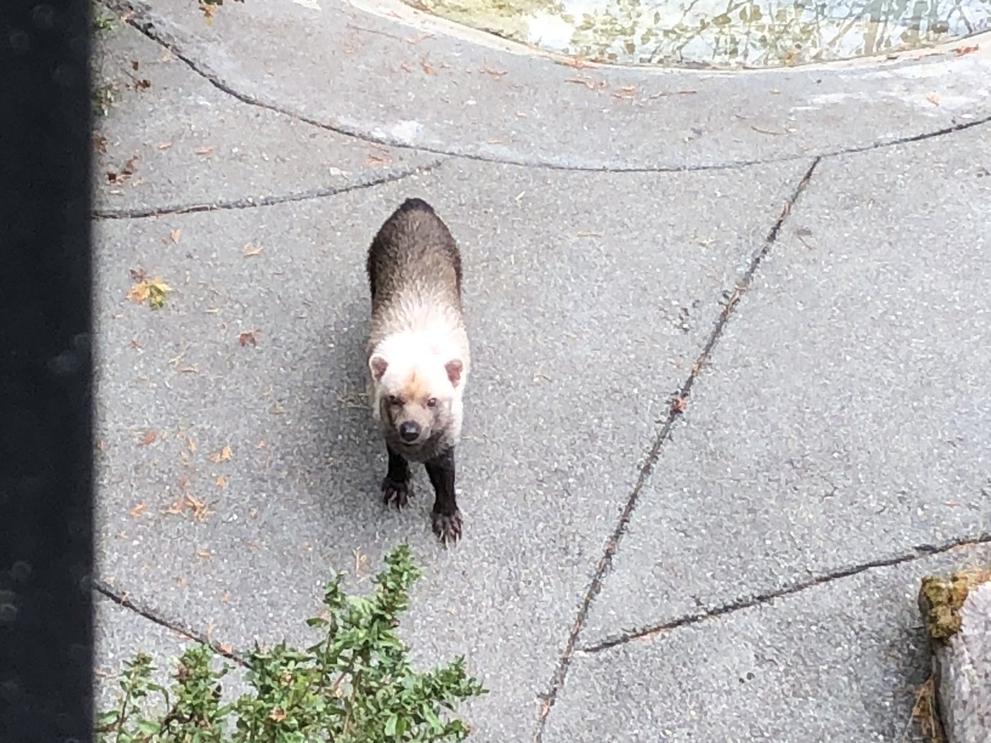 Perrito the bush dog