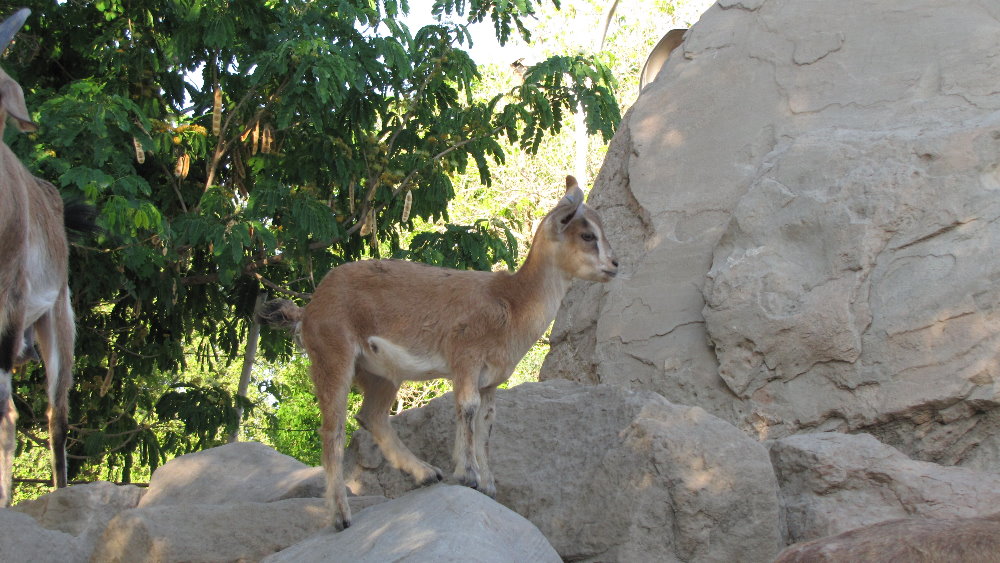 persian bezoar ibex(baby)