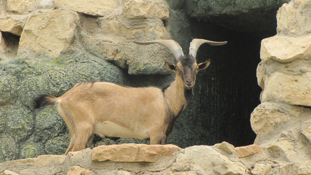 persian bezoar ibex (dezfule zoo)
