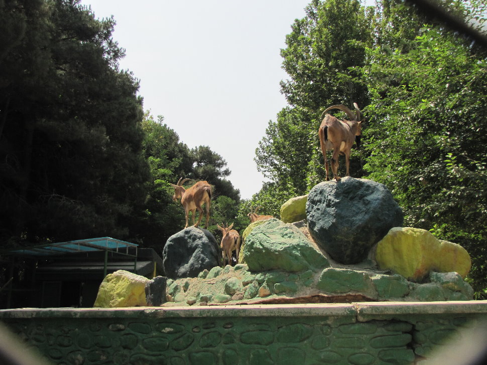 persian bezoar ibex Exhibit(TEHRAN ZOO)