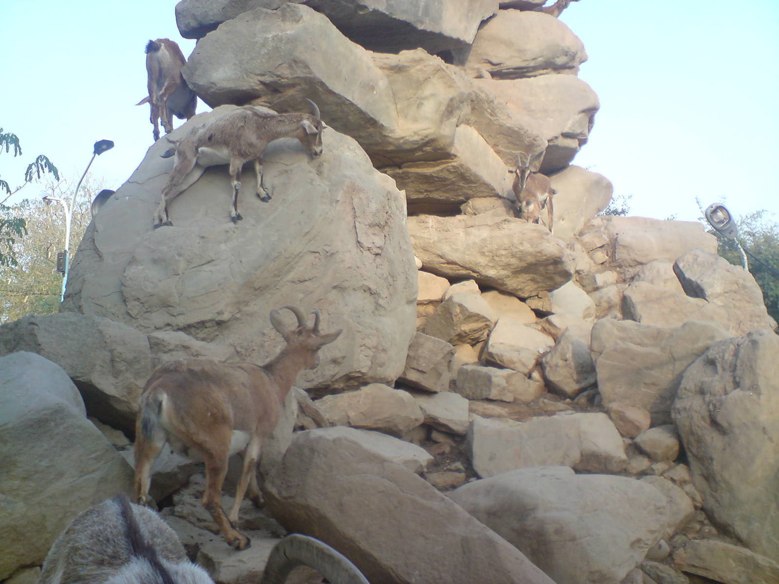 persian bezoar ibex exhibit