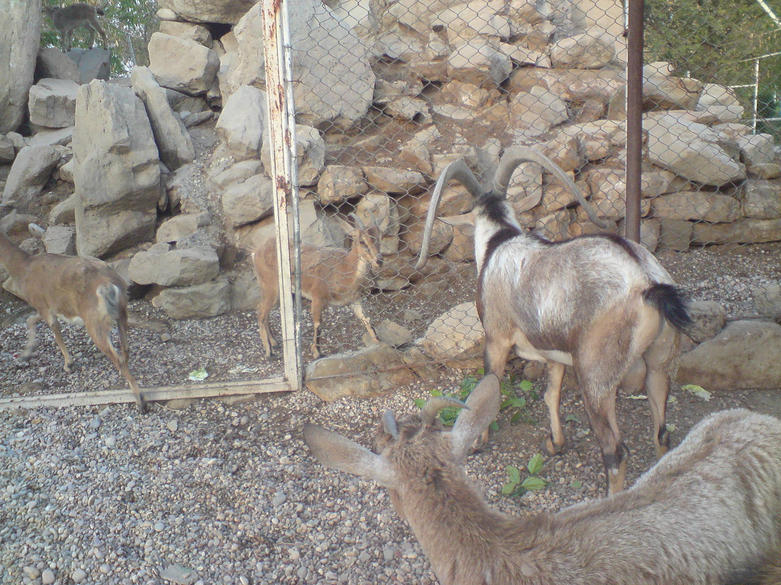 persian bezoar ibex exhibit