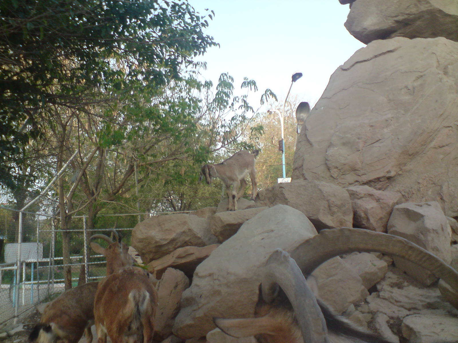 persian bezoar ibex exhibit