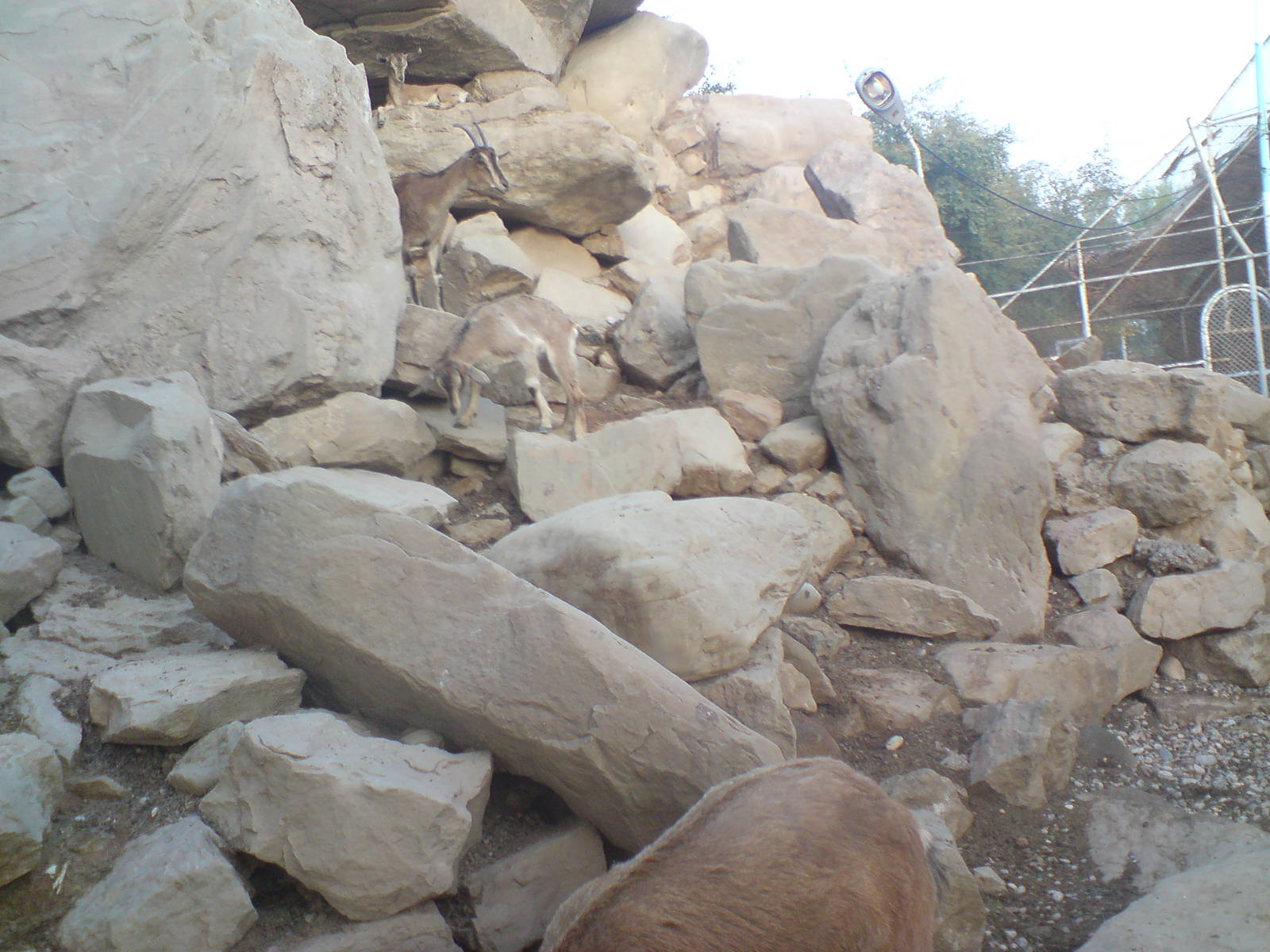 persian bezoar ibex exhibit