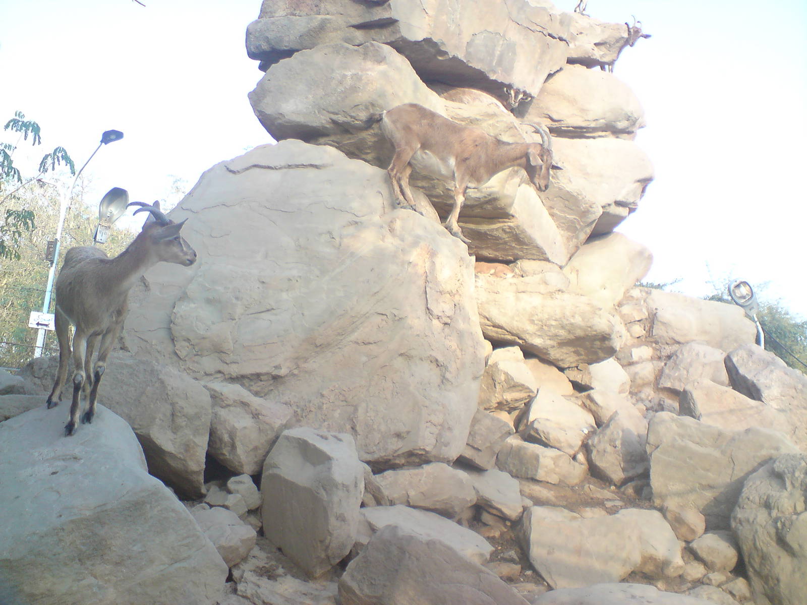 persian bezoar ibex exhibit