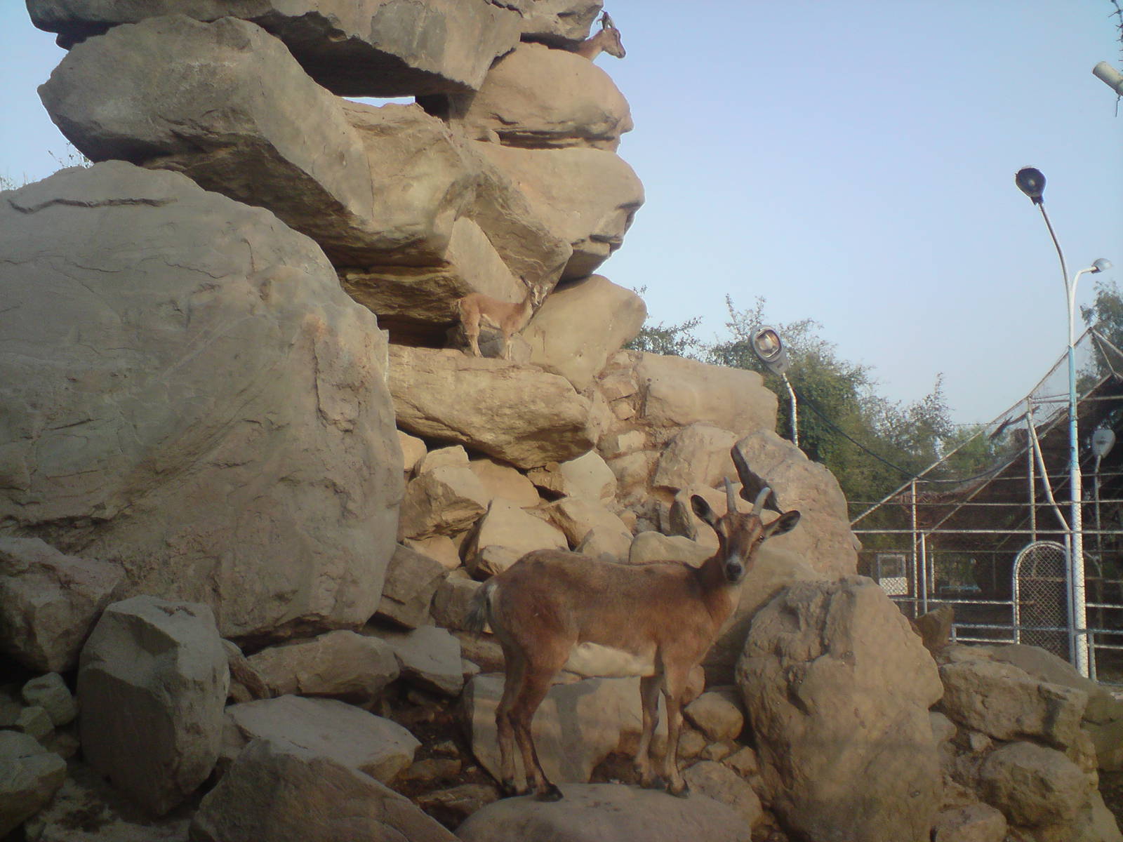 persian bezoar ibex exhibit