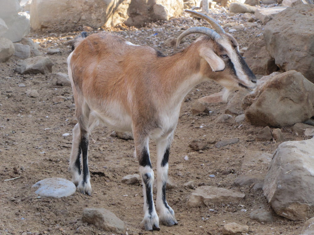 persian bezoar ibex(female)1