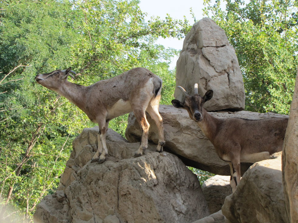 persian bezoar ibex(female)2