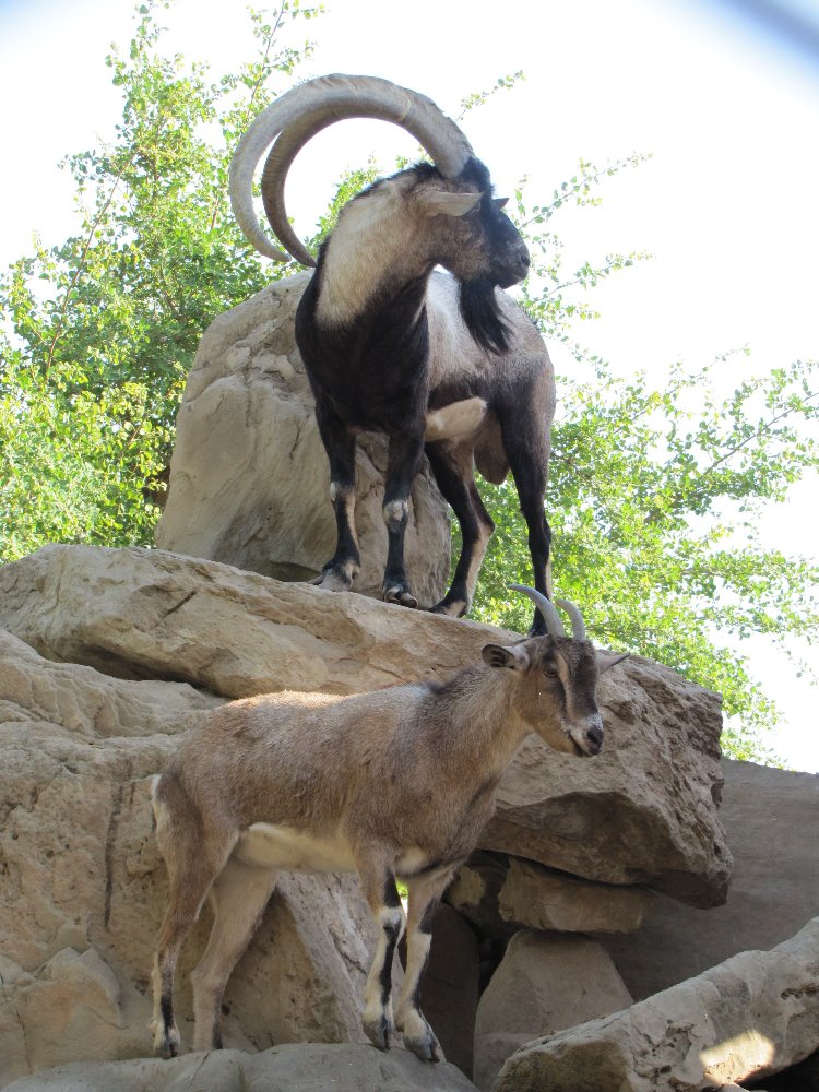 persian bezoar ibex(female and male)2
