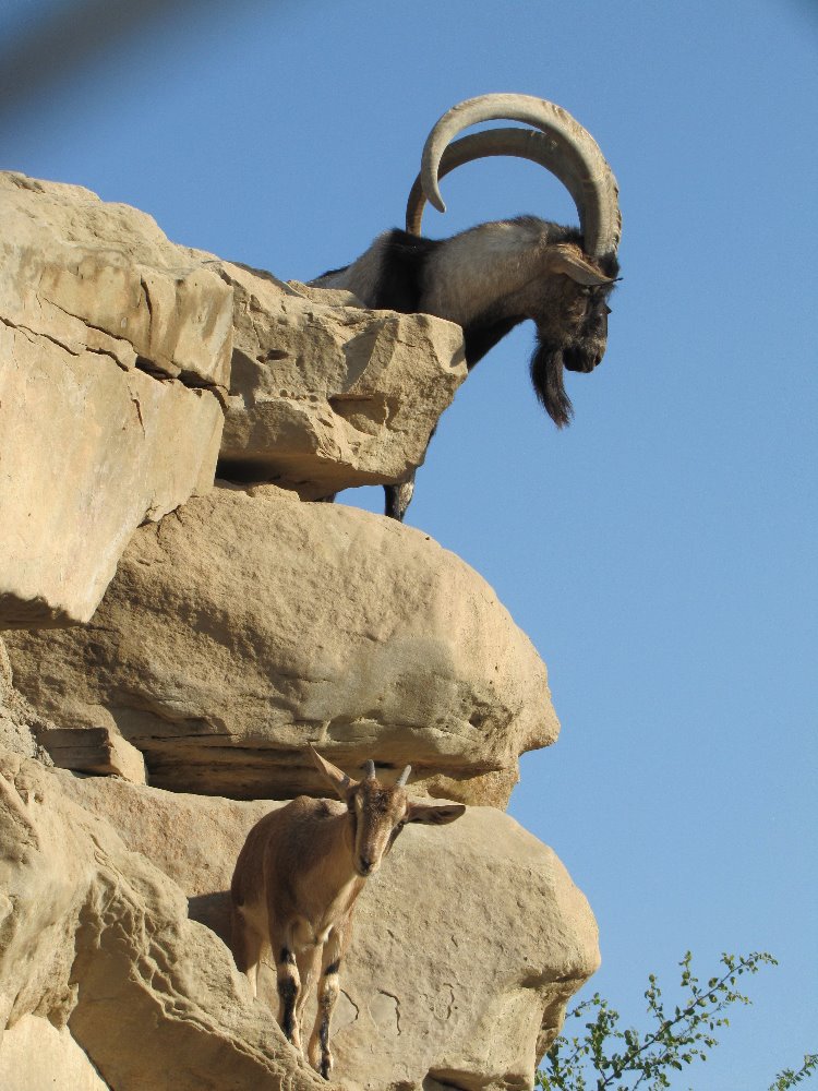 persian bezoar ibex(female and male)5