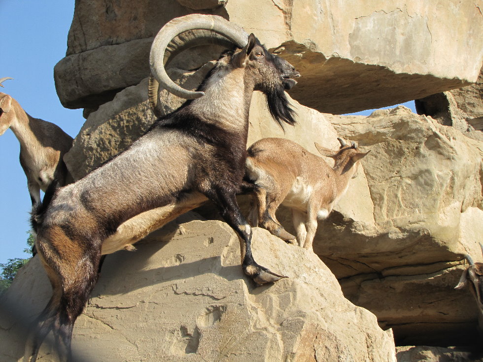 persian bezoar ibex(female and male)