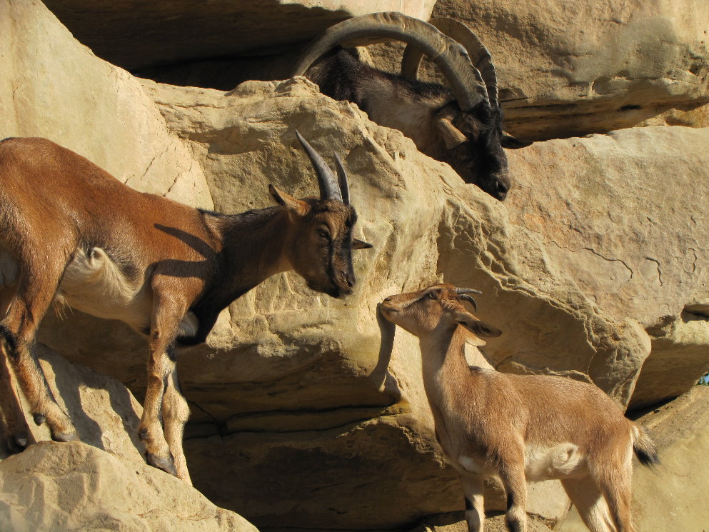 persian bezoar ibex(female and young male)