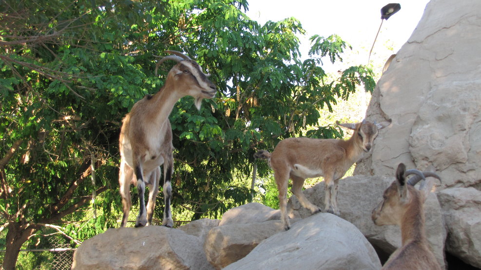 persian bezoar ibex(female)(baby)