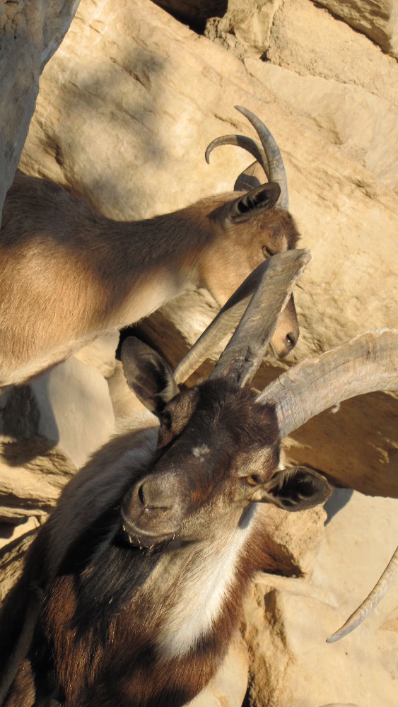 persian bezoar ibex(female)(male)