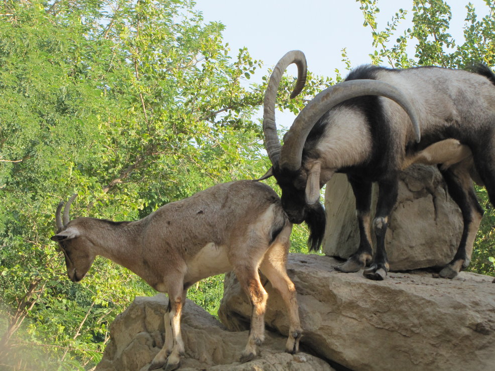 persian bezoar ibex(female)(male)