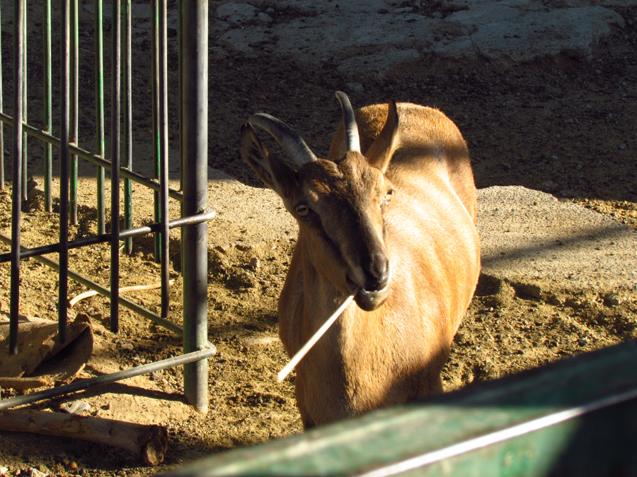 persian bezoar ibex(female)-Mashhad zoo