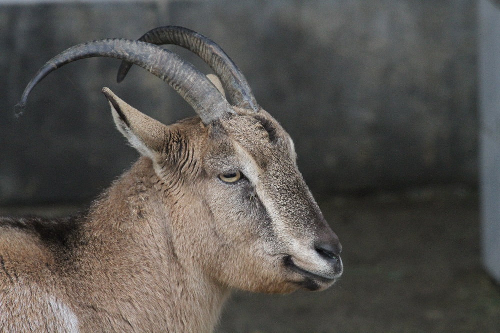 persian bezoar ibex female( Mashhad Zoo)